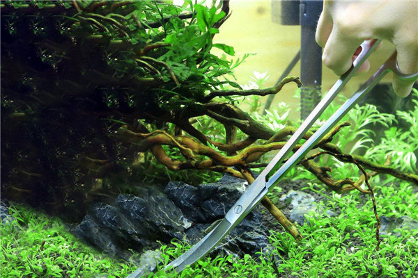 Aquarium Scissors